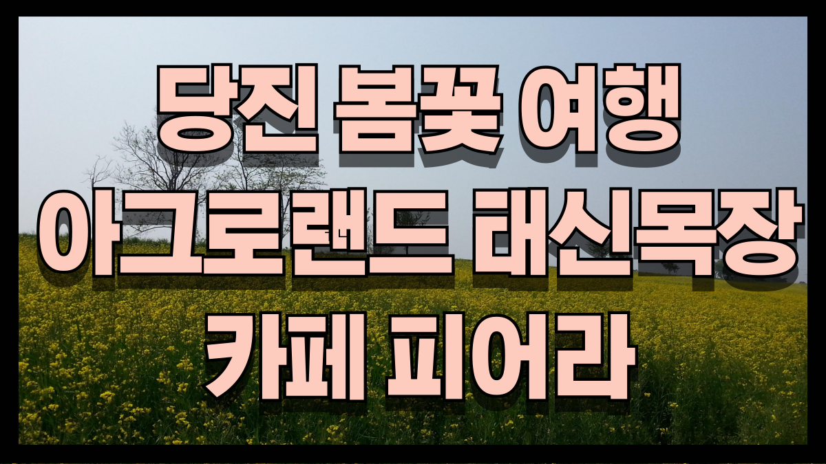 당진봄꽃여행의완성.아그로랜드태신목장과카페피어라 노마로 당진봄꽃여행의완성.아그로랜드태신목장과카페피어라 노마로